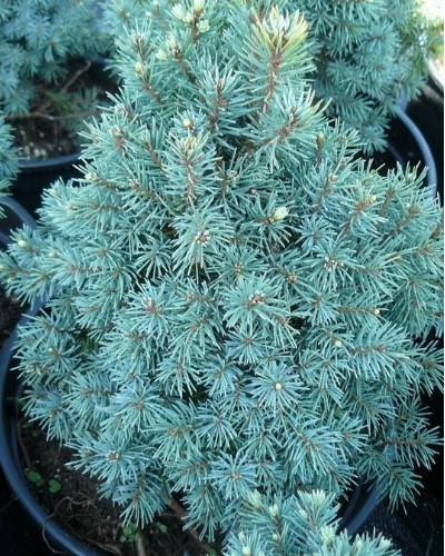 декоративныe деревья кустарники