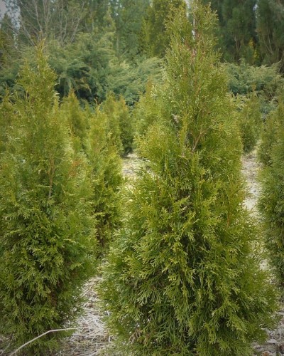 декоративныe деревья кустарники