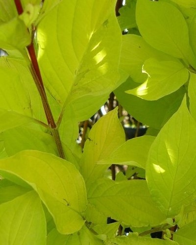 декоративныe деревья кустарники