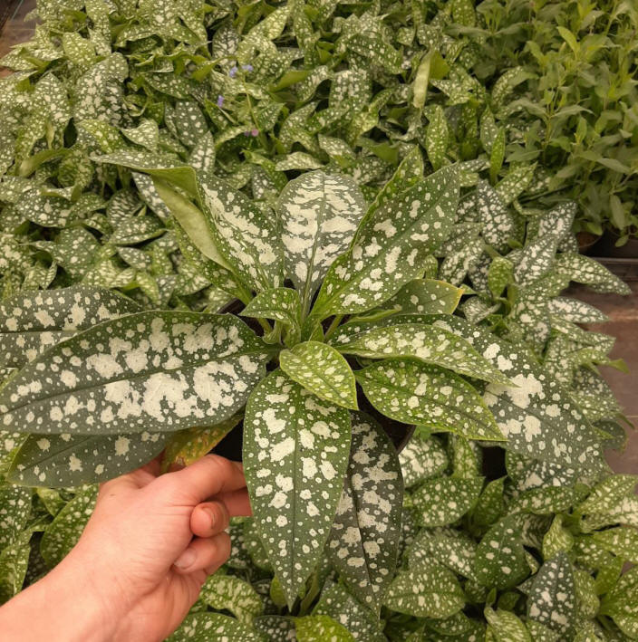 декоративныe деревья кустарники