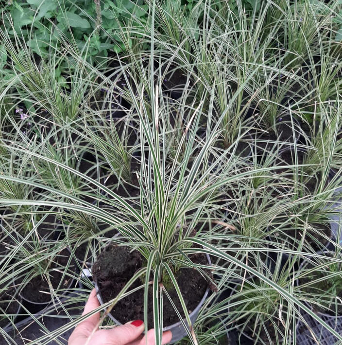 декоративныe деревья кустарники