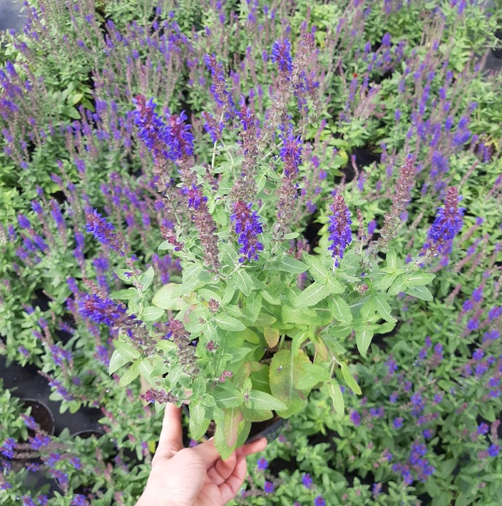 декоративныe деревья кустарники