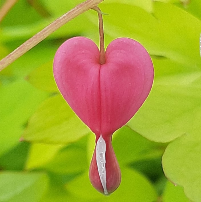 декоративныe деревья кустарники