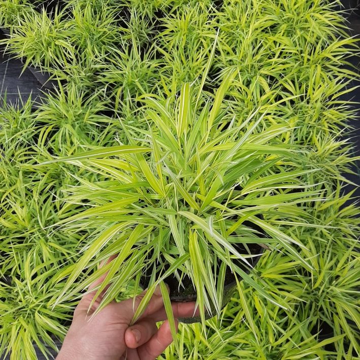 декоративныe деревья кустарники