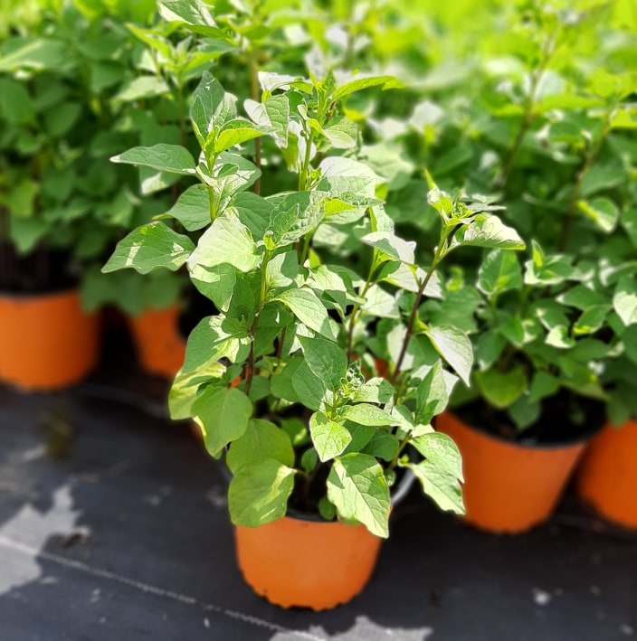 декоративныe деревья кустарники