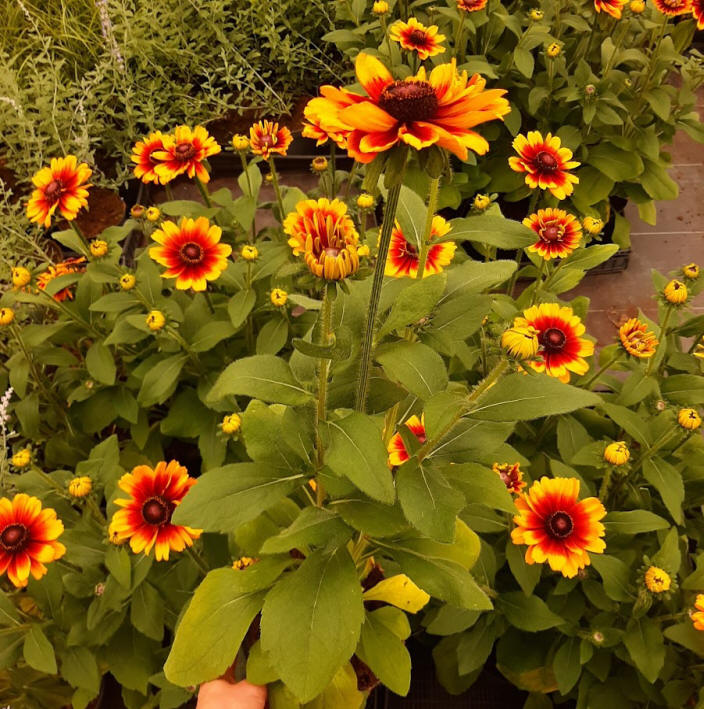 декоративныe деревья кустарники