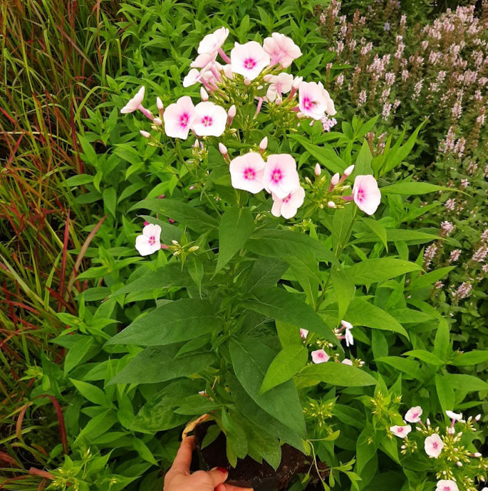 декоративныe деревья кустарники