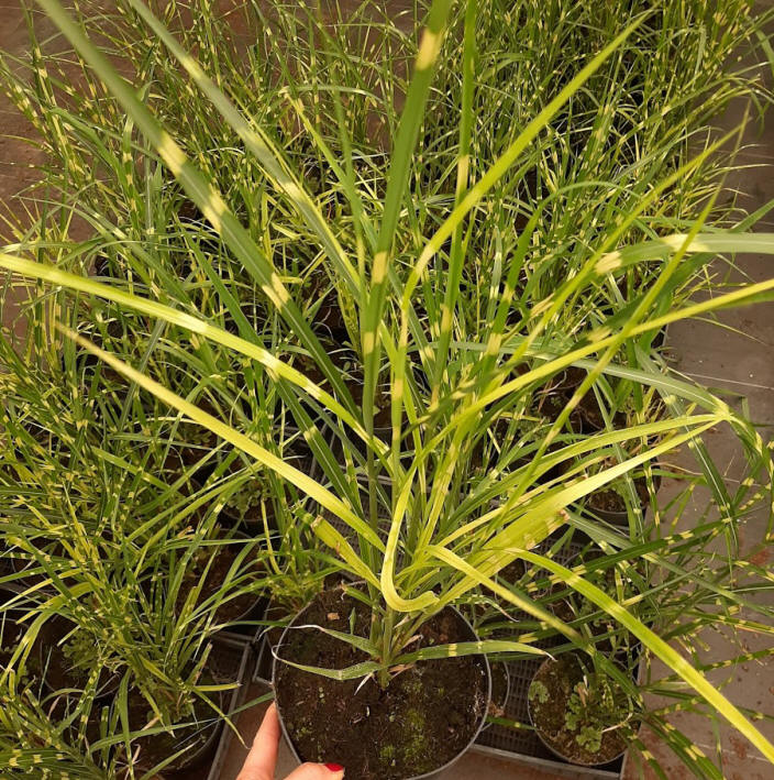 декоративныe деревья кустарники