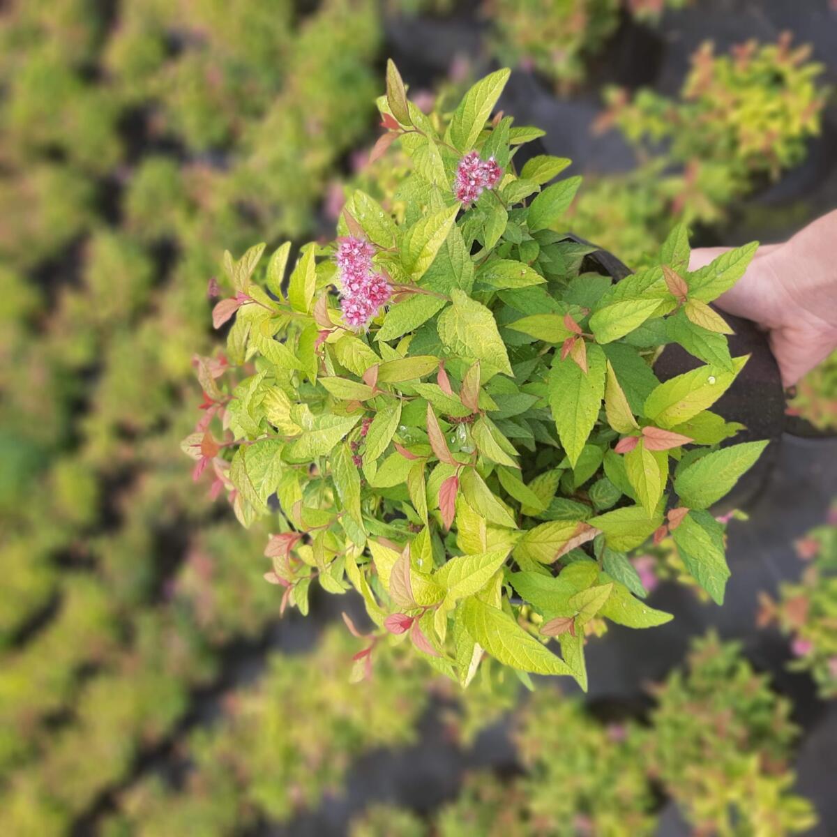 декоративныe деревья кустарники