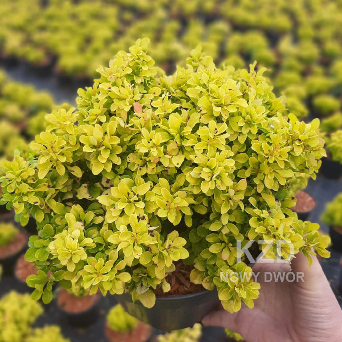 декоративныe деревья кустарники