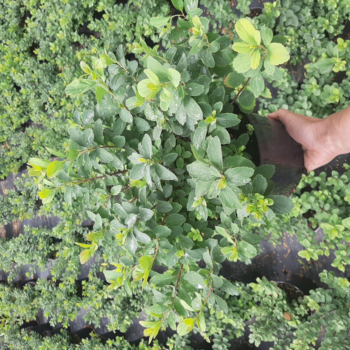 декоративныe деревья кустарники