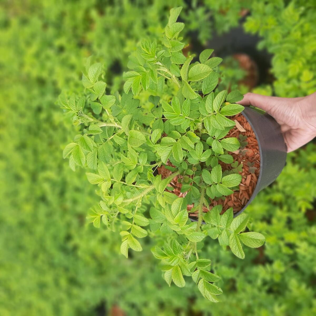 декоративныe деревья кустарники