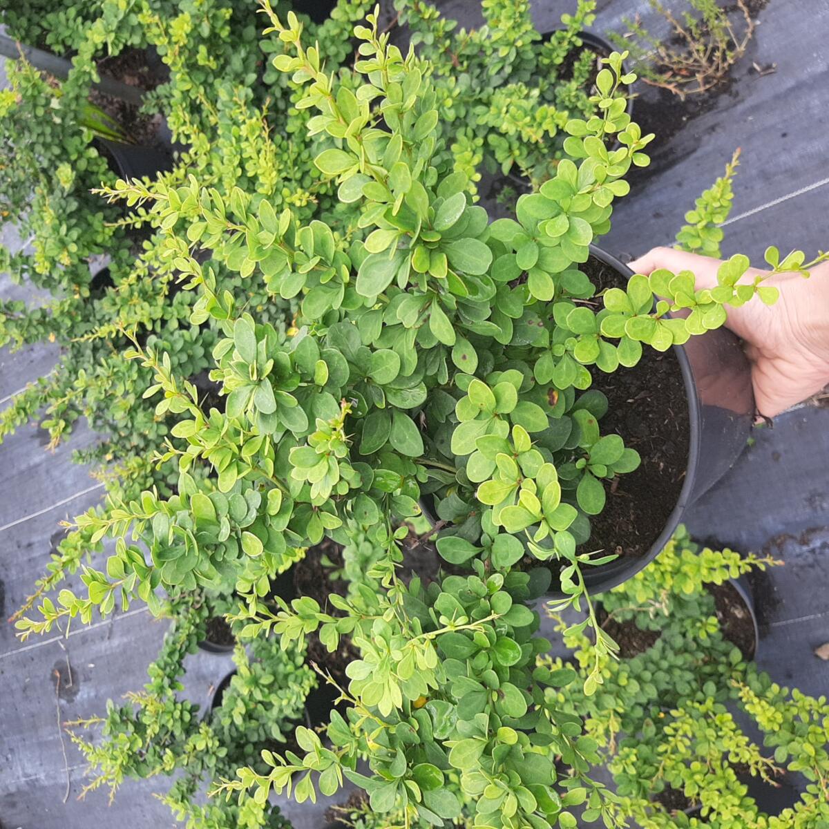 декоративныe деревья кустарники