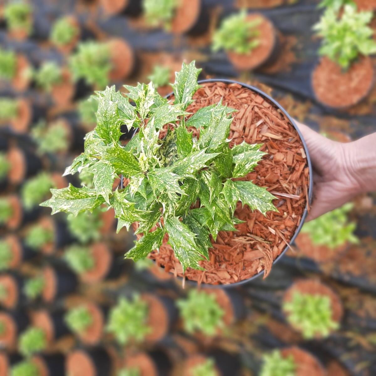 декоративныe деревья кустарники