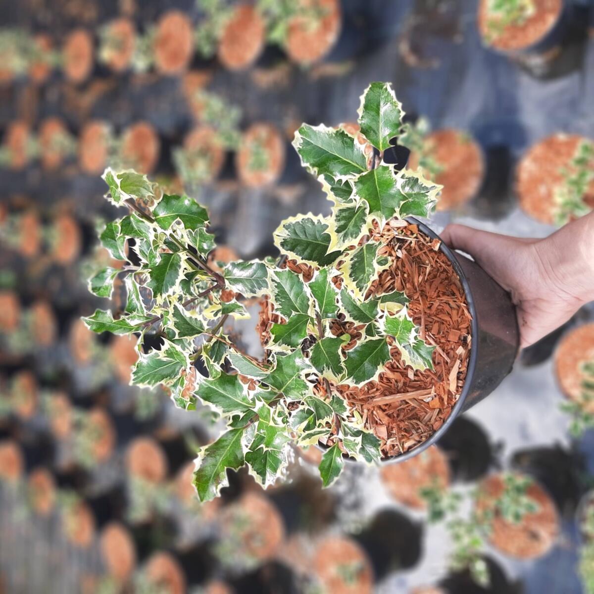 декоративныe деревья кустарники