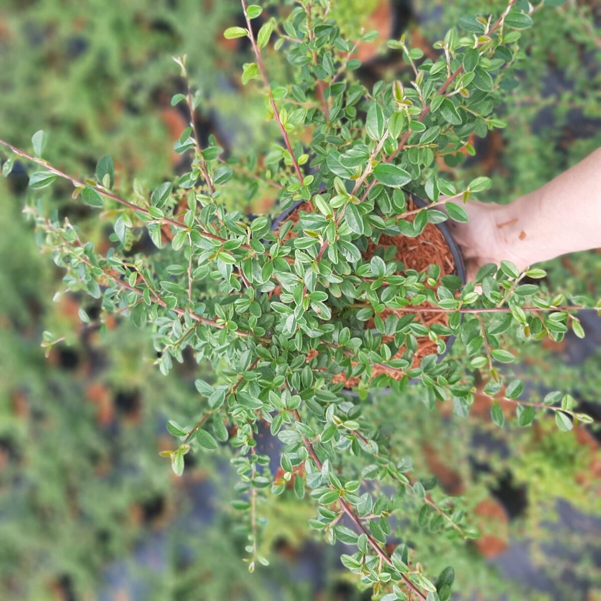 декоративныe деревья кустарники