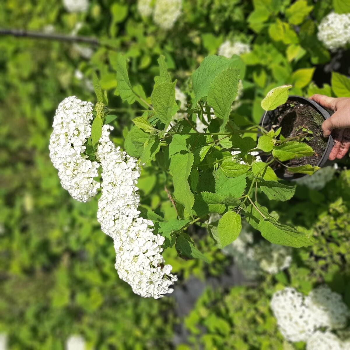 декоративныe деревья кустарники