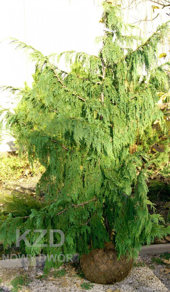 декоративныe деревья кустарники