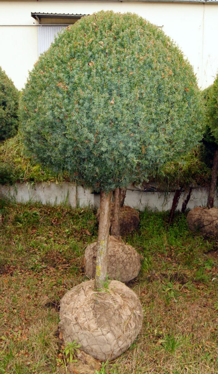 декоративныe деревья кустарники