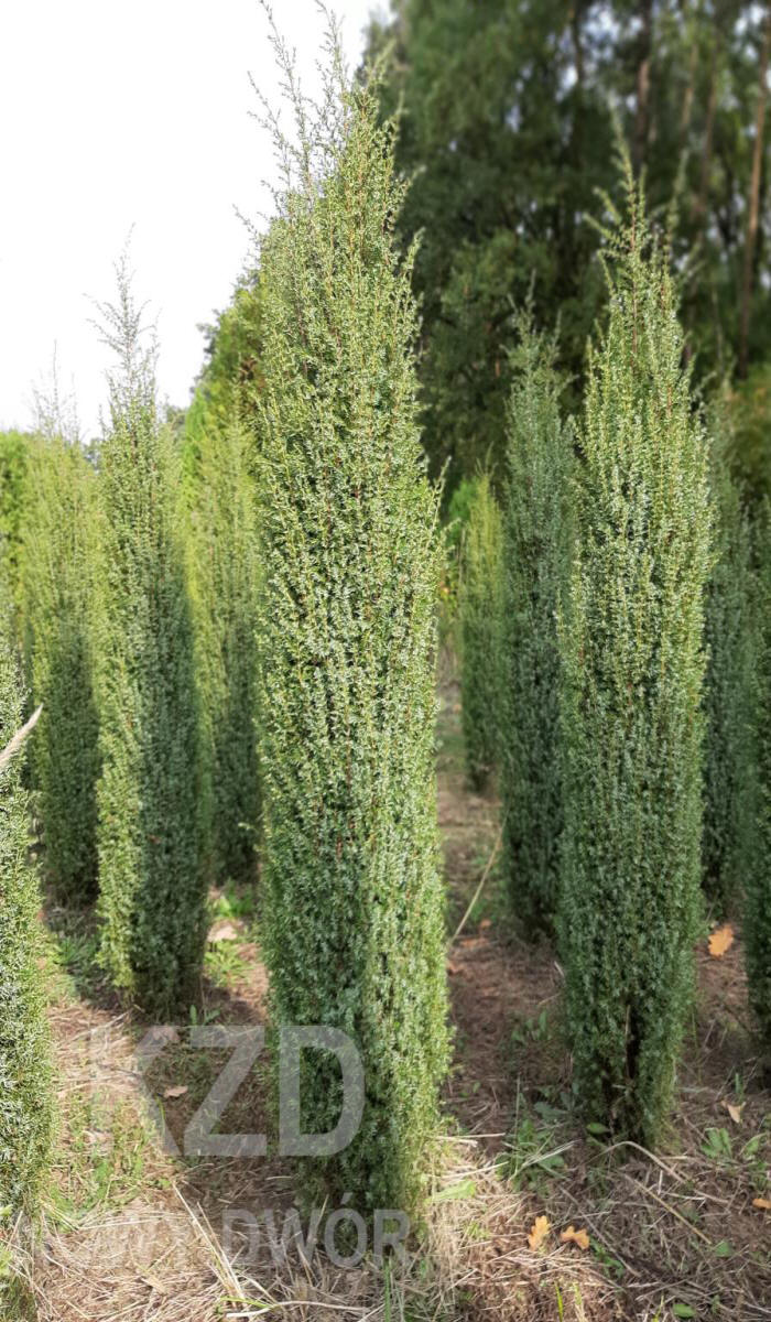 декоративныe деревья кустарники