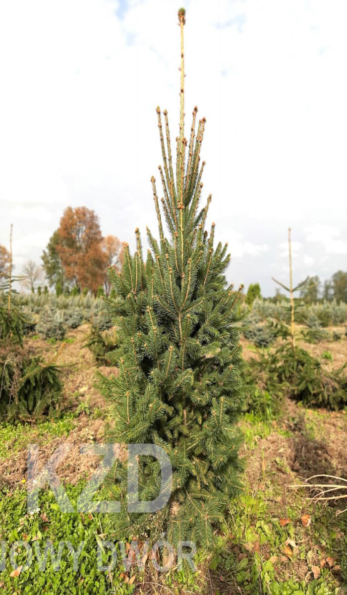 декоративныe деревья кустарники