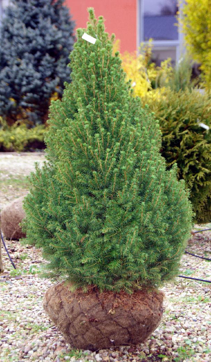 декоративныe деревья кустарники