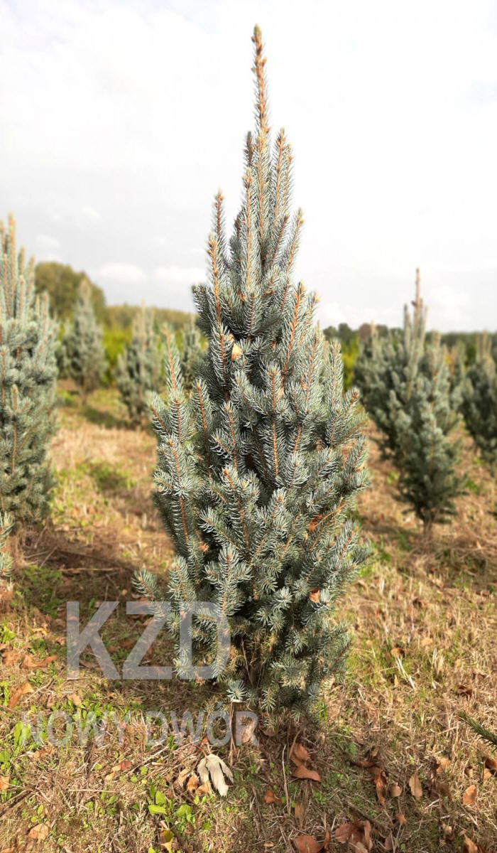 декоративныe деревья кустарники