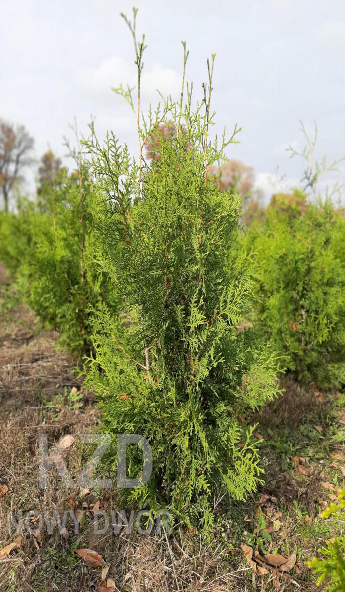 декоративныe деревья кустарники