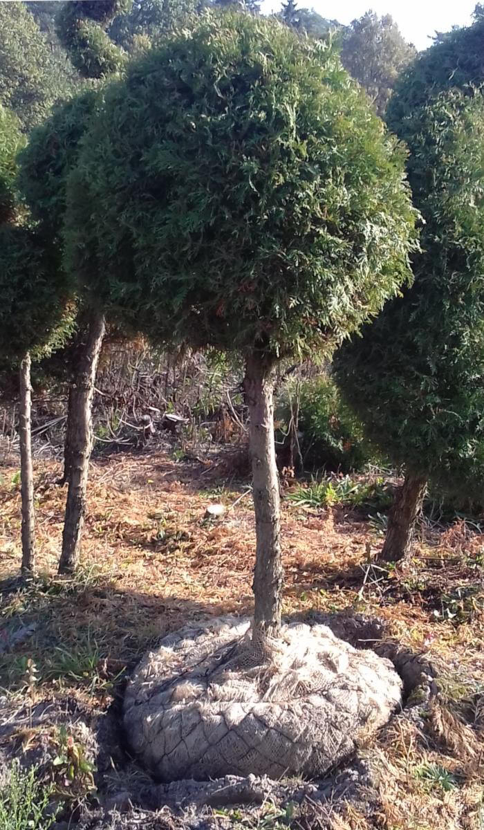 декоративныe деревья кустарники