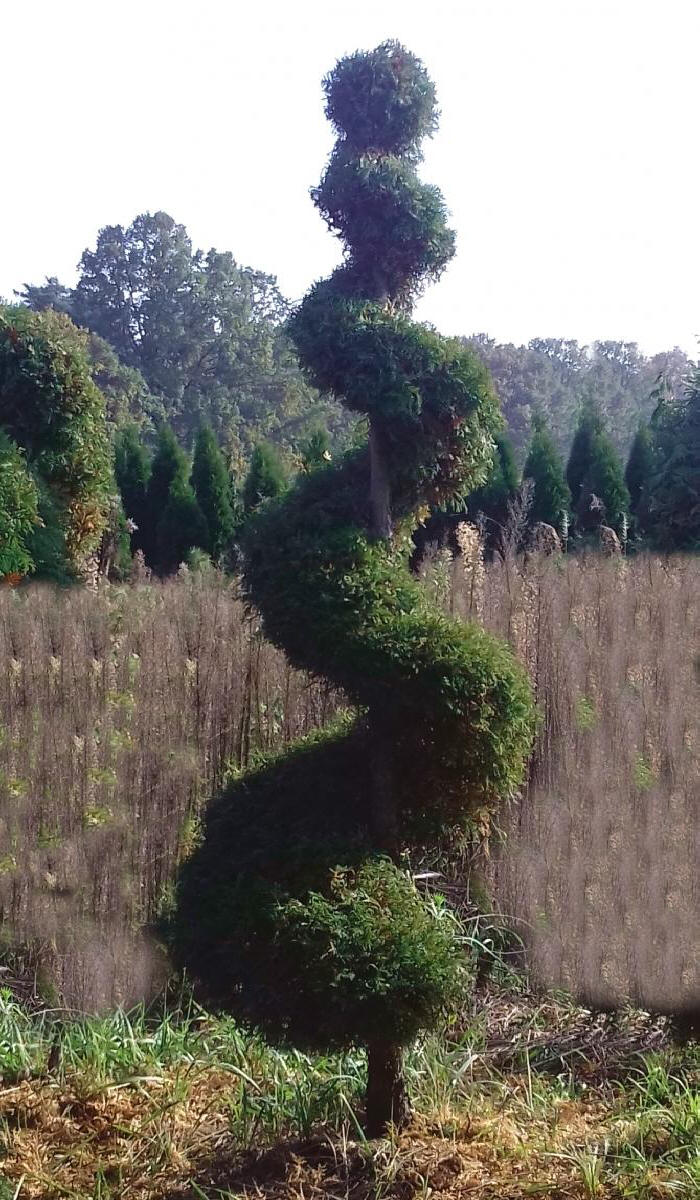 декоративныe деревья кустарники