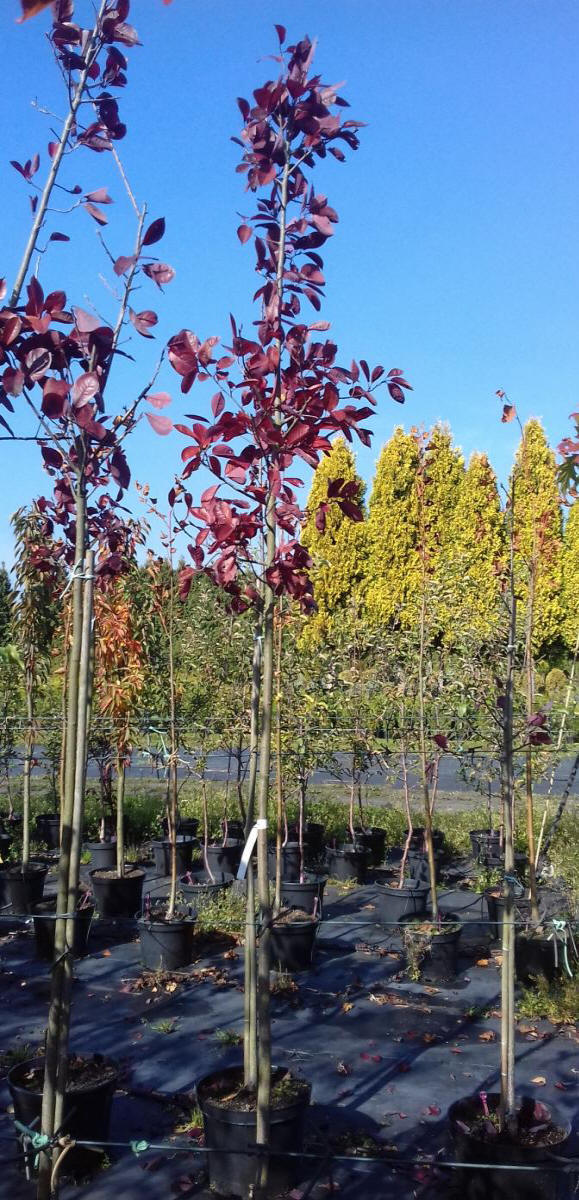 декоративныe деревья кустарники