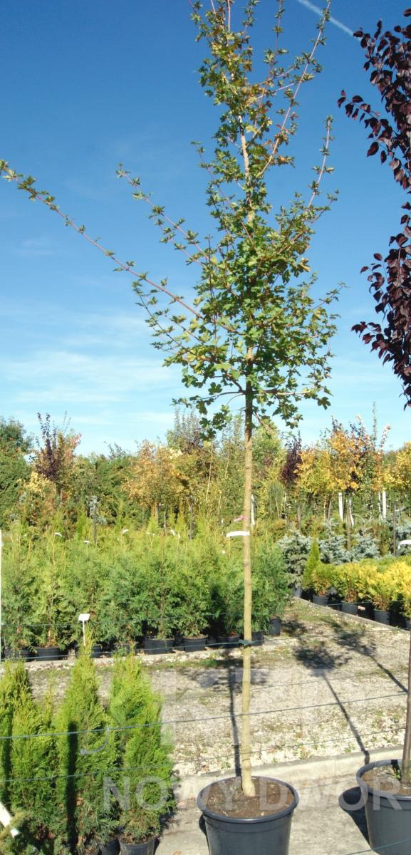 декоративныe деревья кустарники