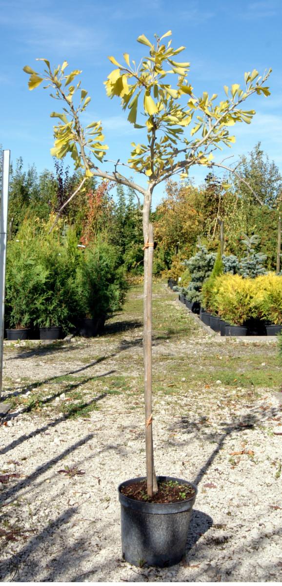 декоративныe деревья кустарники