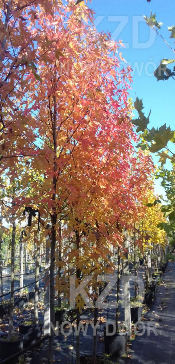 декоративныe деревья кустарники