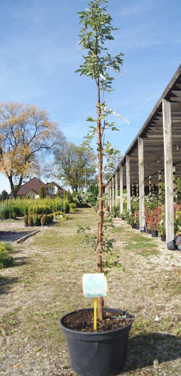 декоративныe деревья кустарники