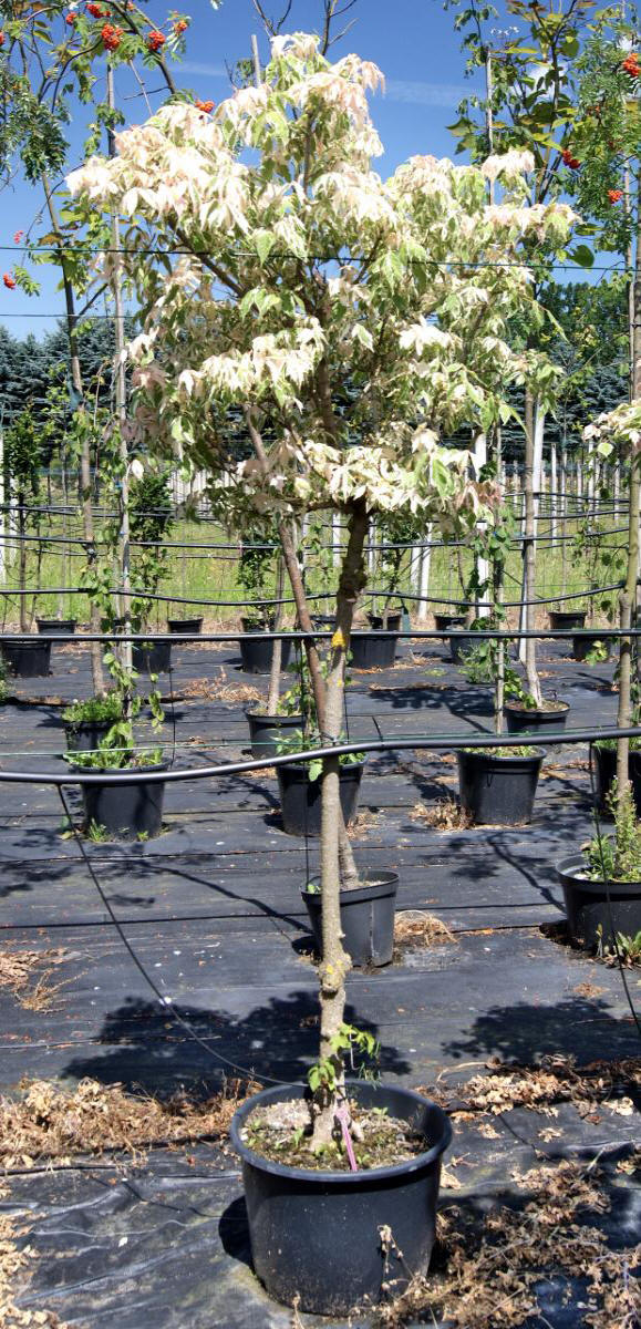 декоративныe деревья кустарники