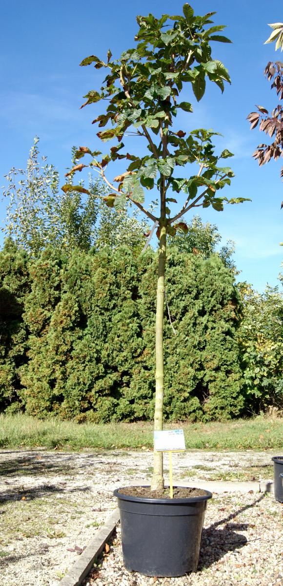 декоративныe деревья кустарники