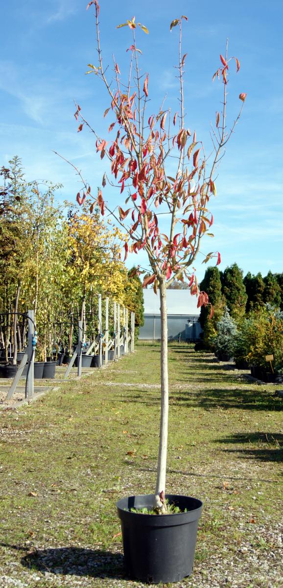 декоративныe деревья кустарники